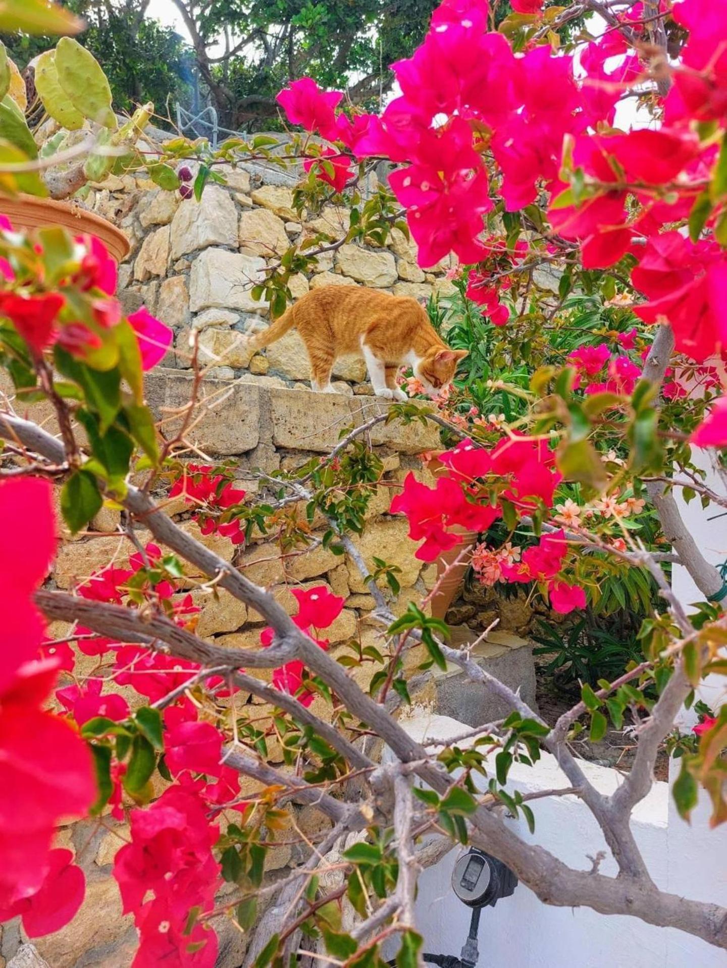 Tranquil Villa With Sea View In Ammopi Karpathos Amoopi Eksteriør bilde